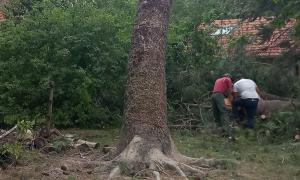 Etêtage et rabaissement d'arbre
