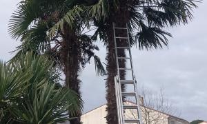 Rafraîchissement des palmiers terminé