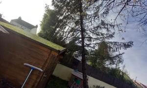  Abattage d'arbre