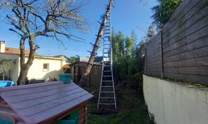  Abattage d'arbre