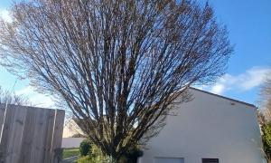 Élagueur à Rezé Paysagiste Nantes (44) & Jardinier